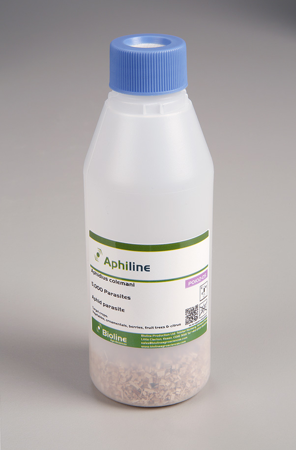 Aphiline - 5,000 per 250ml bottle - Biological Control
